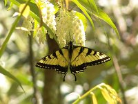 Appalachian Tiger Swallowtail